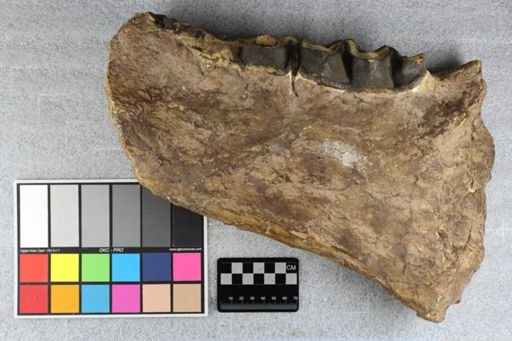 Menodus giganteus