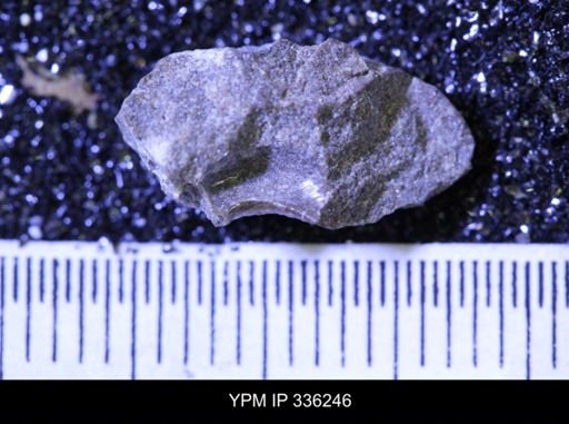 undet. Ammonoidea