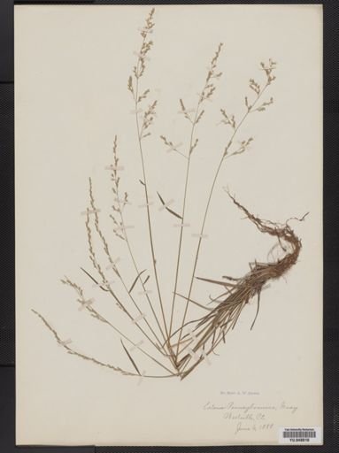 Sphenopholis nitida