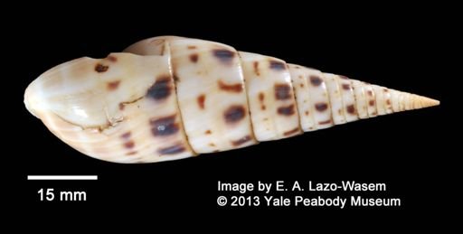 Oxymeris maculata