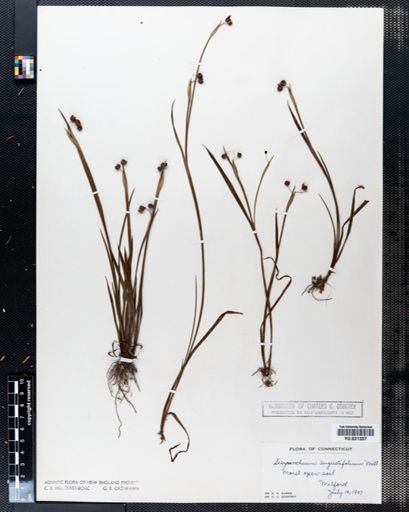 Sisyrinchium angustifolium