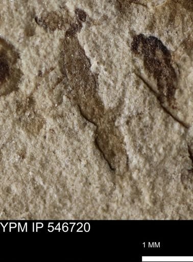 undet. Insecta
