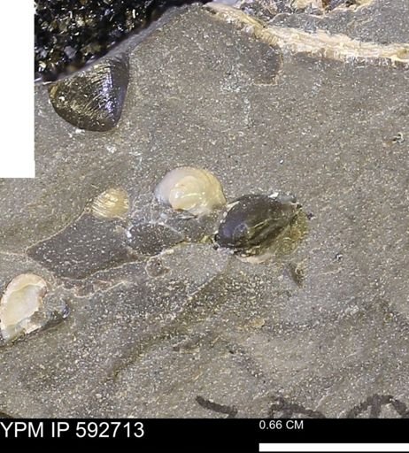undet. Bivalvia