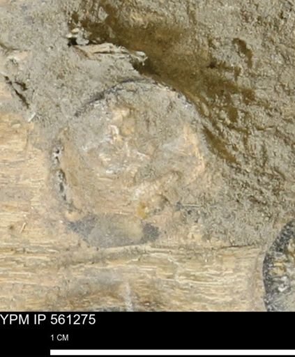 Teredo sp.