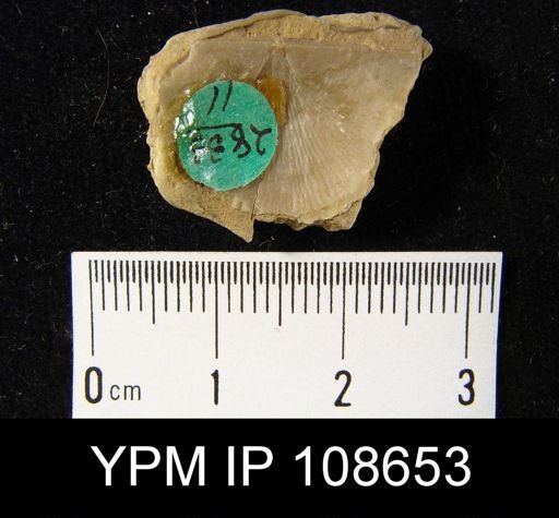 Stropheodonta equistriata