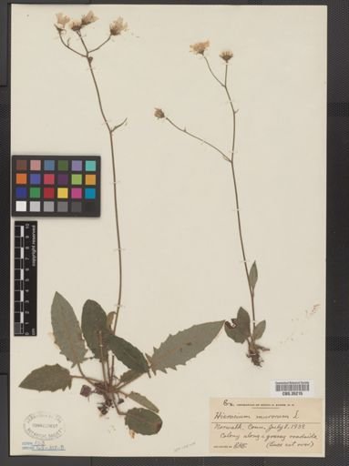 Hieracium murorum