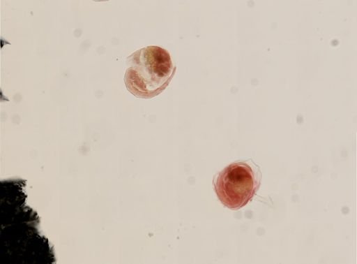 Pagurus
