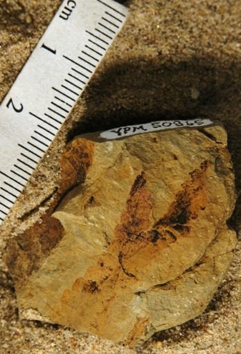 Gleichenites sepulta