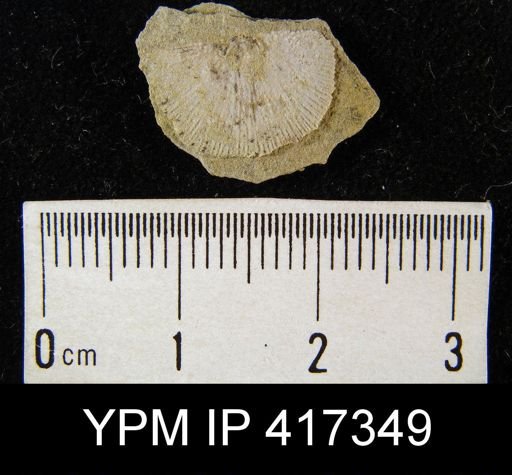Schuchertella subplana