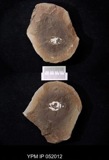 Anthracaris gracilis