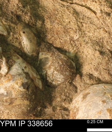 Protocardia subquadrata
