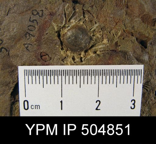 Schizobolus?