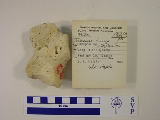 Teleoceras fossiger