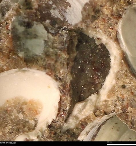 Corbulamella gregaria