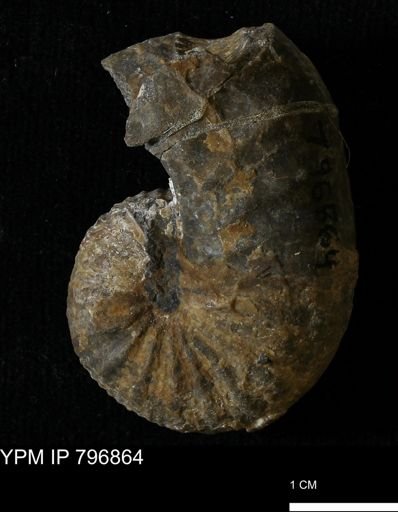 Scaphites warreni