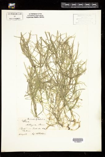 Chara stelligera