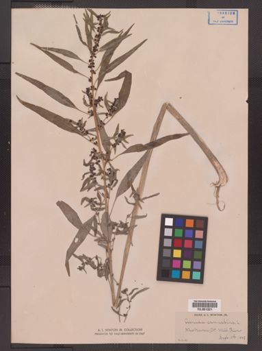 Amaranthus cannabinus