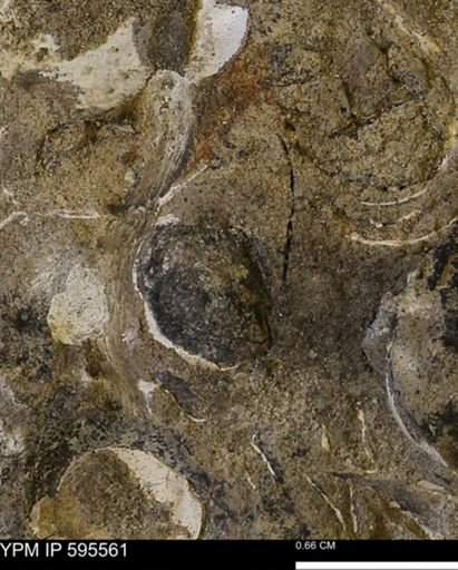 Protocardia sp.