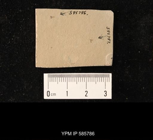 undet. Brachycera