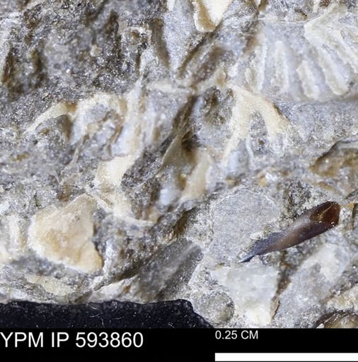 undet. Mollusca