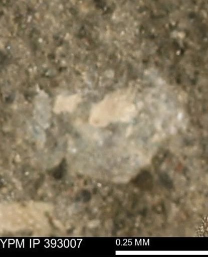 Protocardia?