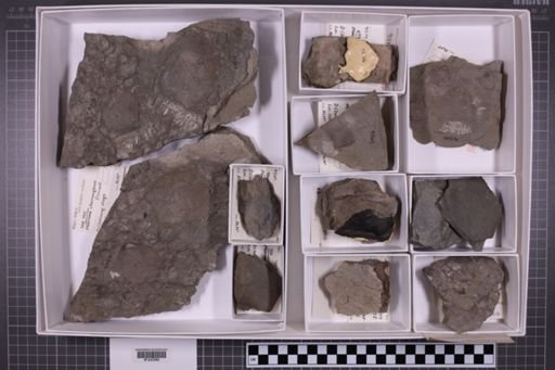 mixed taxa, stratigraphic collection