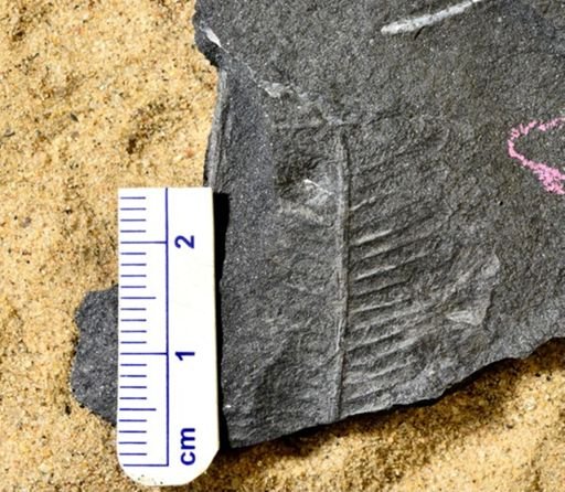 Pecopteris sp.