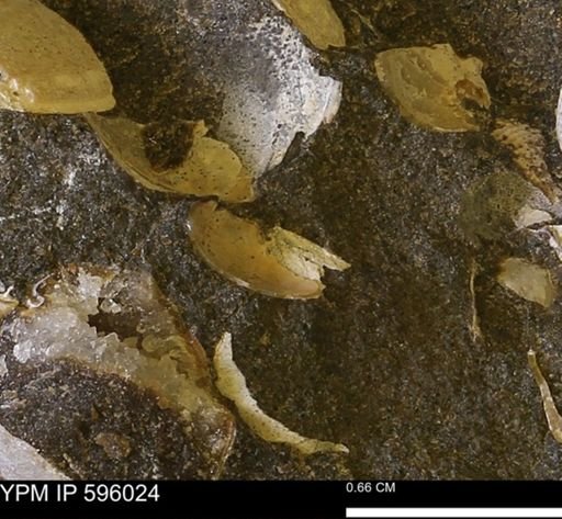 undet. Bivalvia