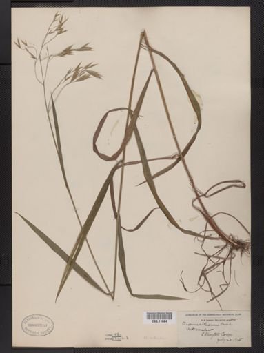 Bromus ciliatus