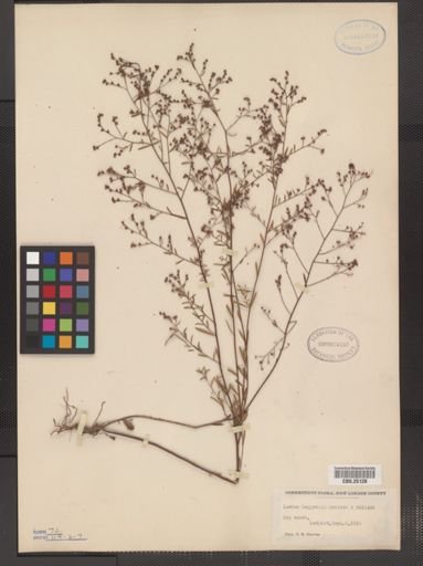 Lechea leggettii