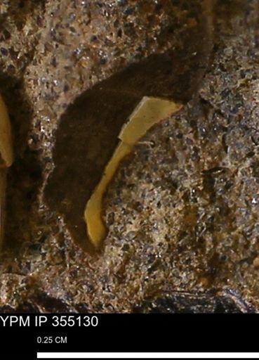 undet. Bivalvia