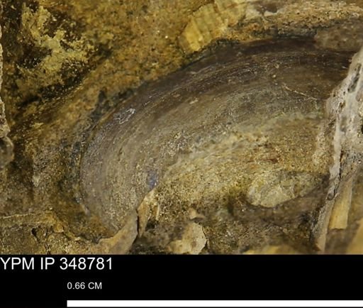 undet. Bivalvia
