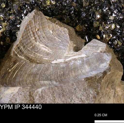 Limopsis striatopunctatus