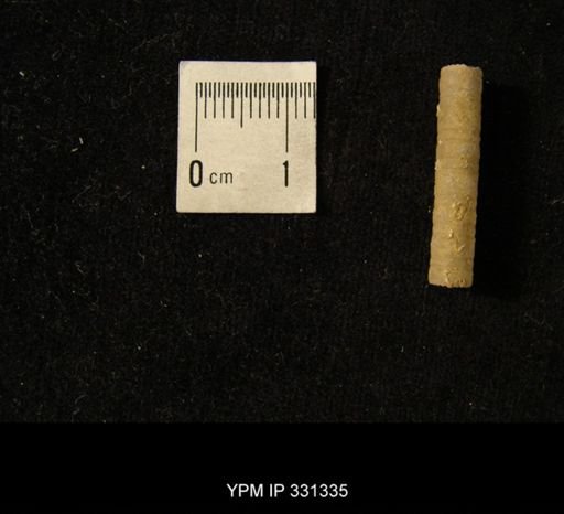 undet. Crinoidea