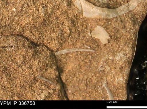undet. Bivalvia