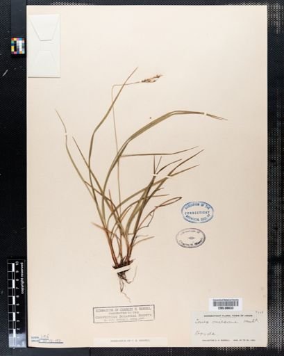 Carex virescens