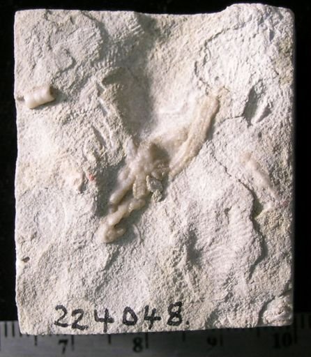 Antiquaster sp.
