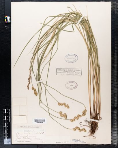 Carex scoparia
