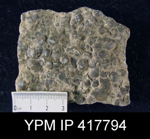 Dalmanella sp.