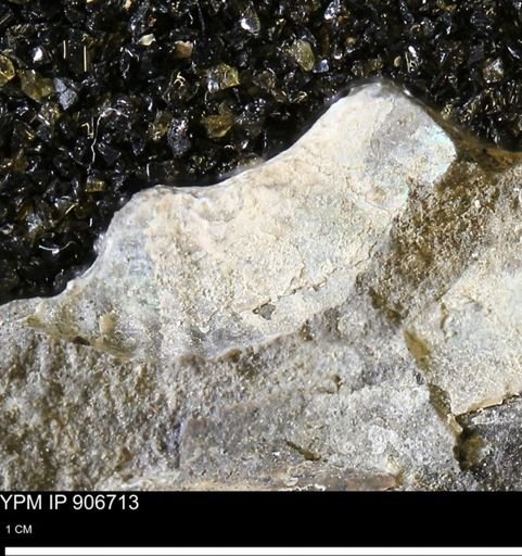 undet. Ammonoidea
