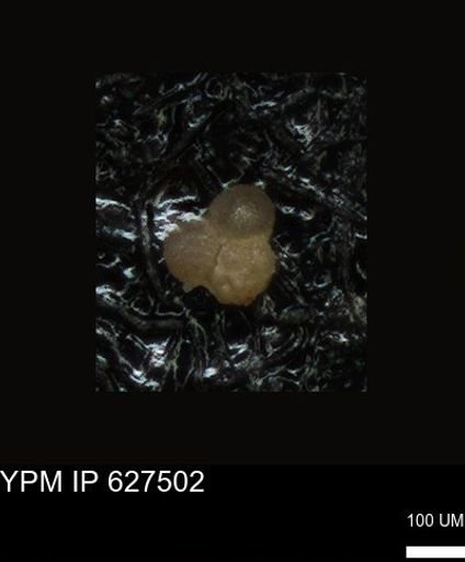 undet. Foraminiferida