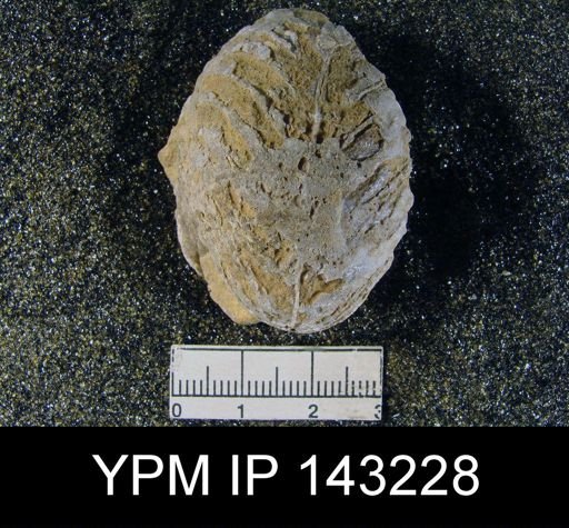 Oldhamina decipiens