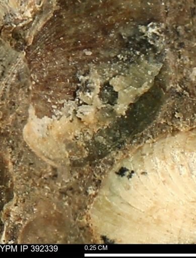 Protocardia subquadrata