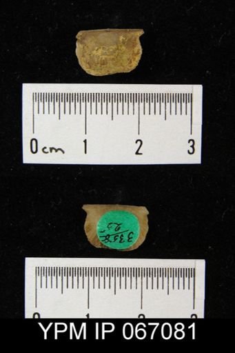 Stropheodonta calvini