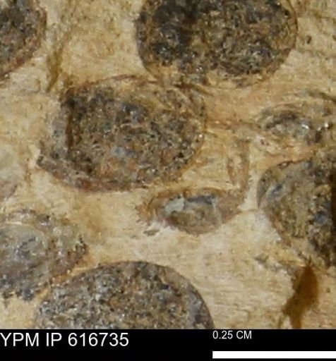 Teredo sp.
