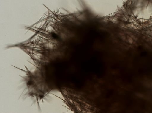 Topsentia disparilis