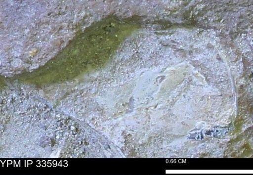 undet. Mollusca