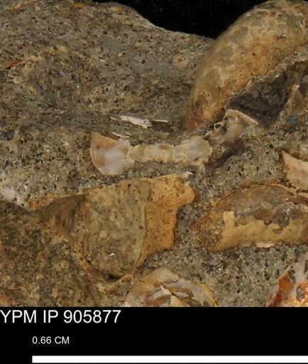 undet. Ammonoidea