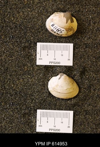 Cucullaea sp.