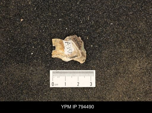 undet. Gastropoda